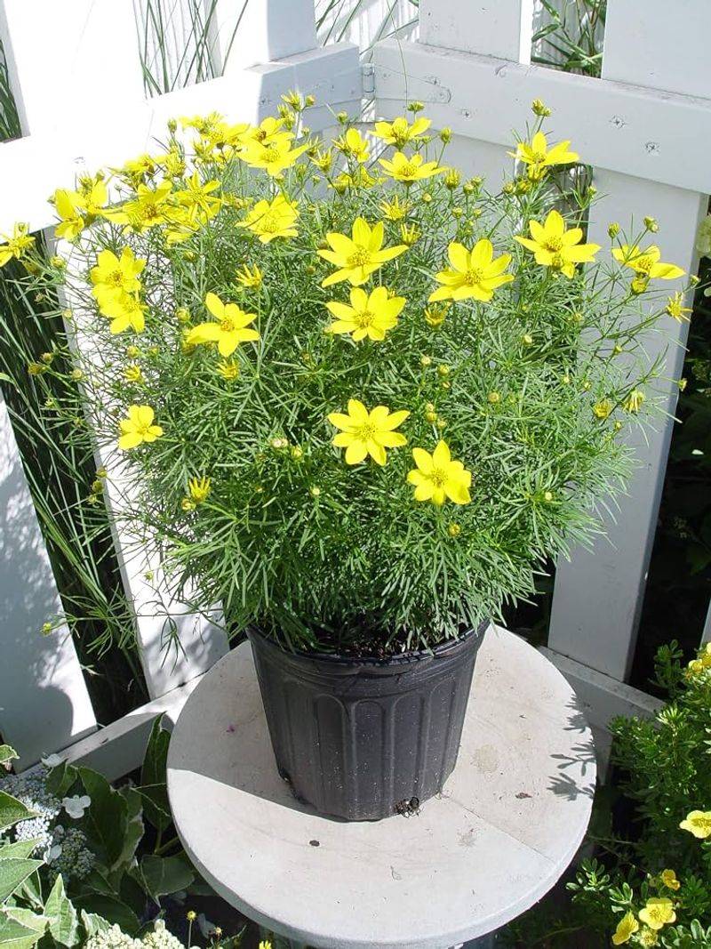 Coreopsis Returns With Another Season Of Color Coreopsis Returns With Another Season Of Color