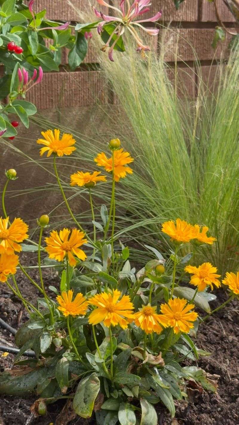 Coreopsis Struggles In Parched August Soil