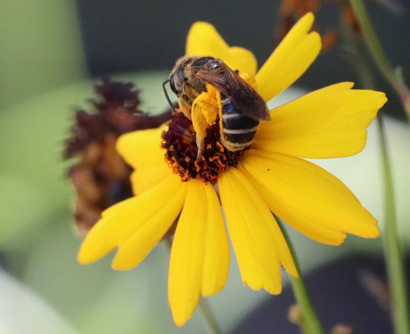 Coreopsis Turns Sunny Borders Into A Beneficial Wasp Stop Coreopsis Turns Sunny Borders Into A Beneficial Wasp Stop