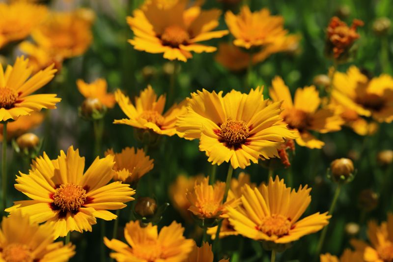 Coreopsis Coreopsis