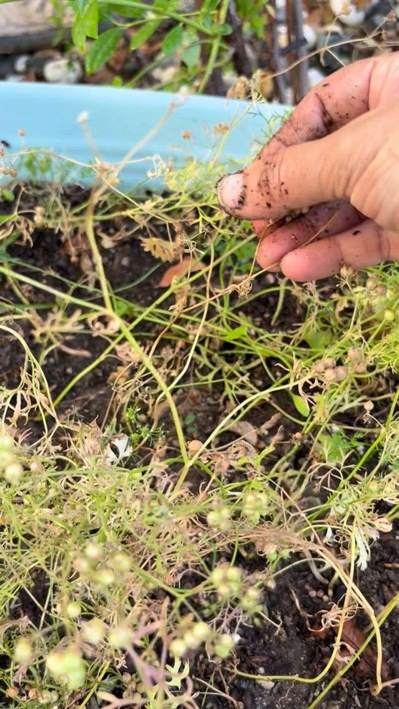 Coriander Is The Bonus Crop Most Gardeners Forget Coriander Is The Bonus Crop Most Gardeners Forget