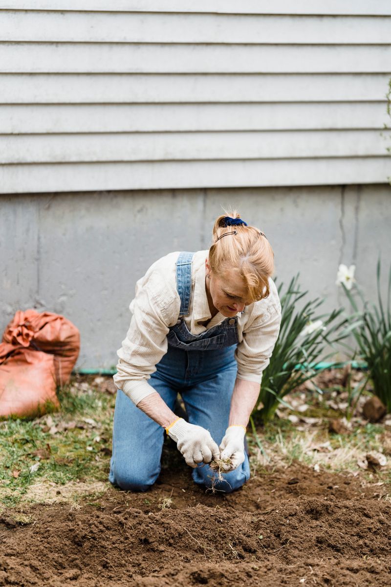 Corms Are Planted Too Shallow Corms Are Planted Too Shallow
