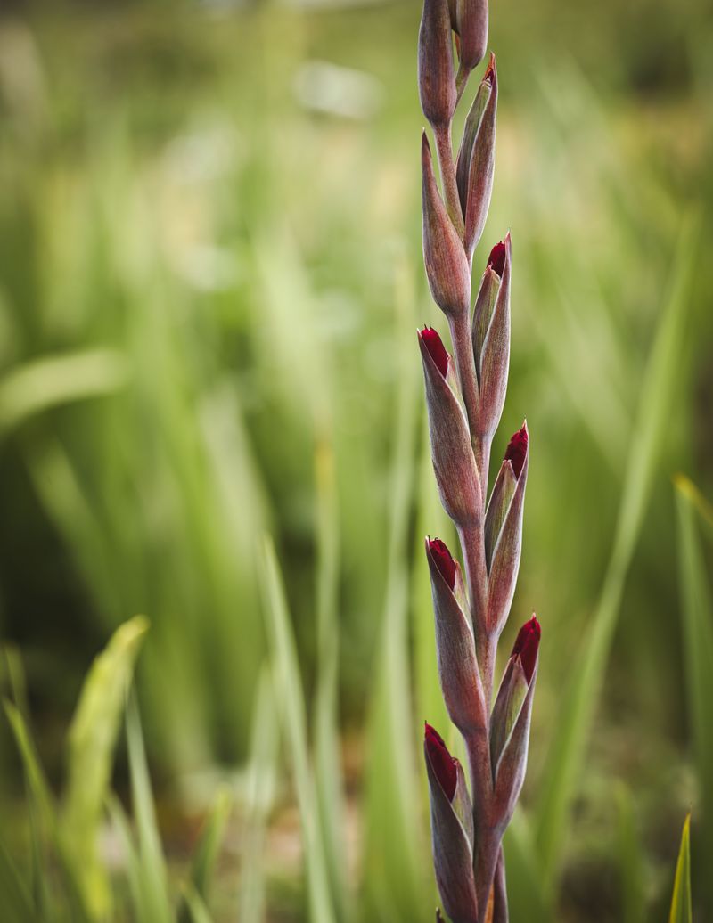 Corms Are Too Old Or Weak Corms Are Too Old Or Weak