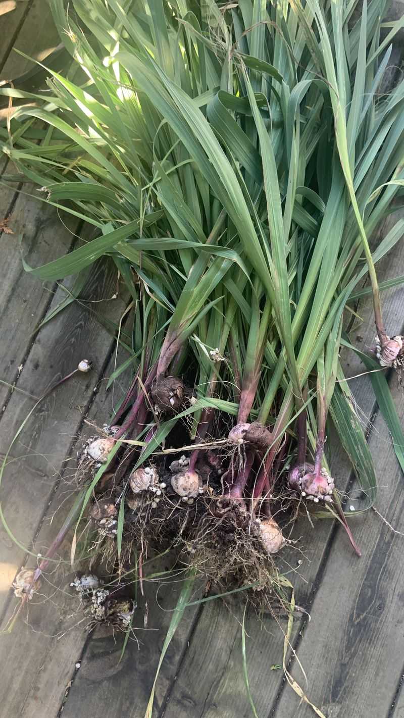 Corms Were Damaged During Winter Storage Corms Were Damaged During Winter Storage