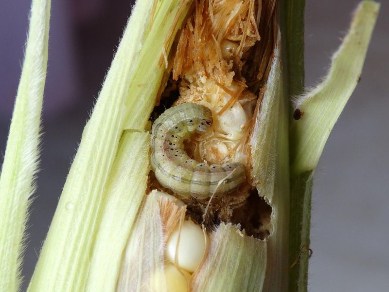 Corn Earworms Attack Developing Ears Corn Earworms Attack Developing Ears