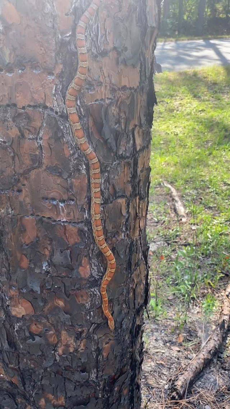 Corn Snakes Can Climb Far Better Than Their Shape Suggests