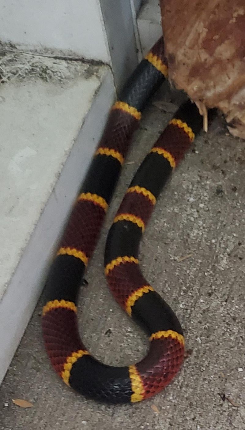 Cornering A Snake During Cleanup Can Turn A Sighting Into A Close Call