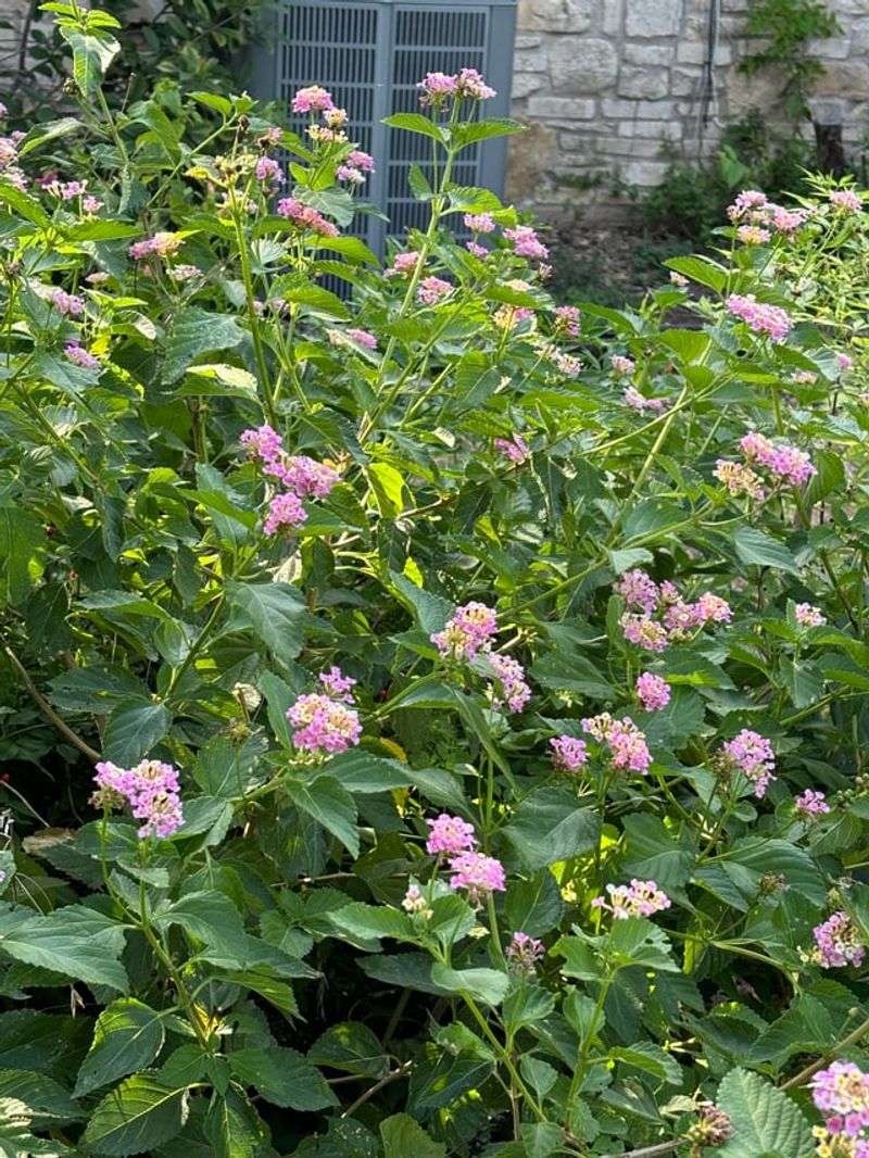 Correcting Watering Without Shocking The Plant Correcting Watering Without Shocking The Plant