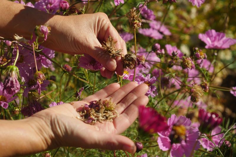 Cosmos Cosmos