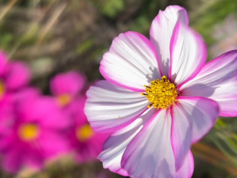 Cosmos