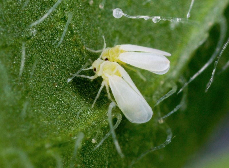Cotton Supports Regional Pest Movement