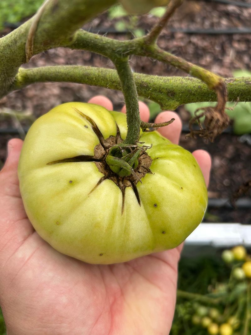 Count Back From First Frost