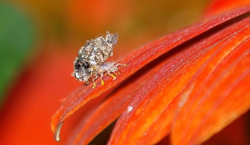 Count On Lacewing Larvae To Hunt Mites Count On Lacewing Larvae To Hunt Mites