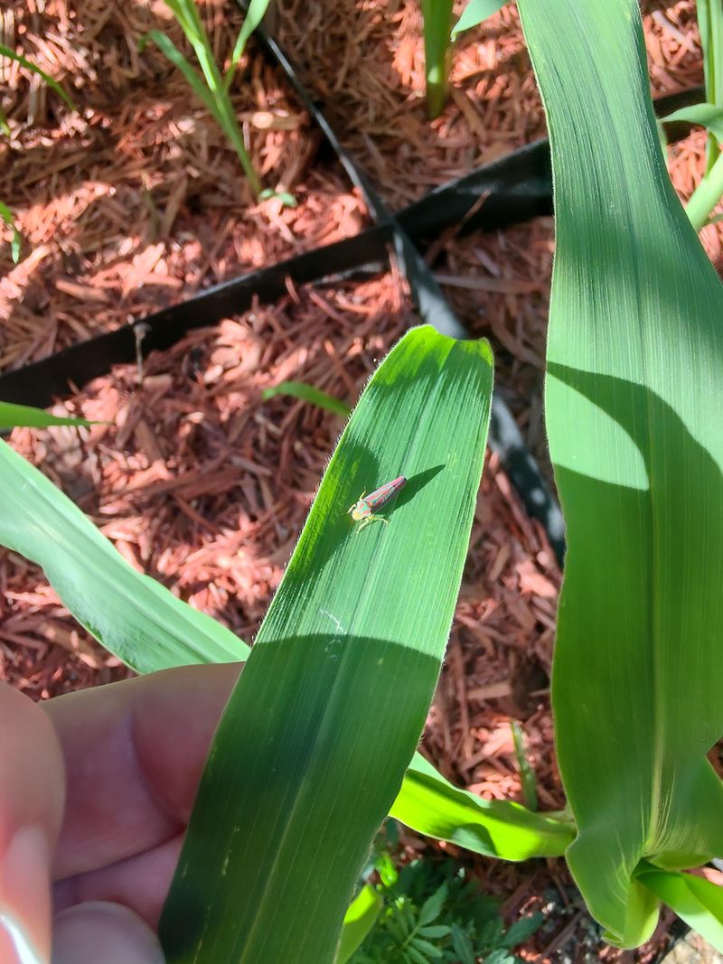Counties Already Confirmed With Infestations