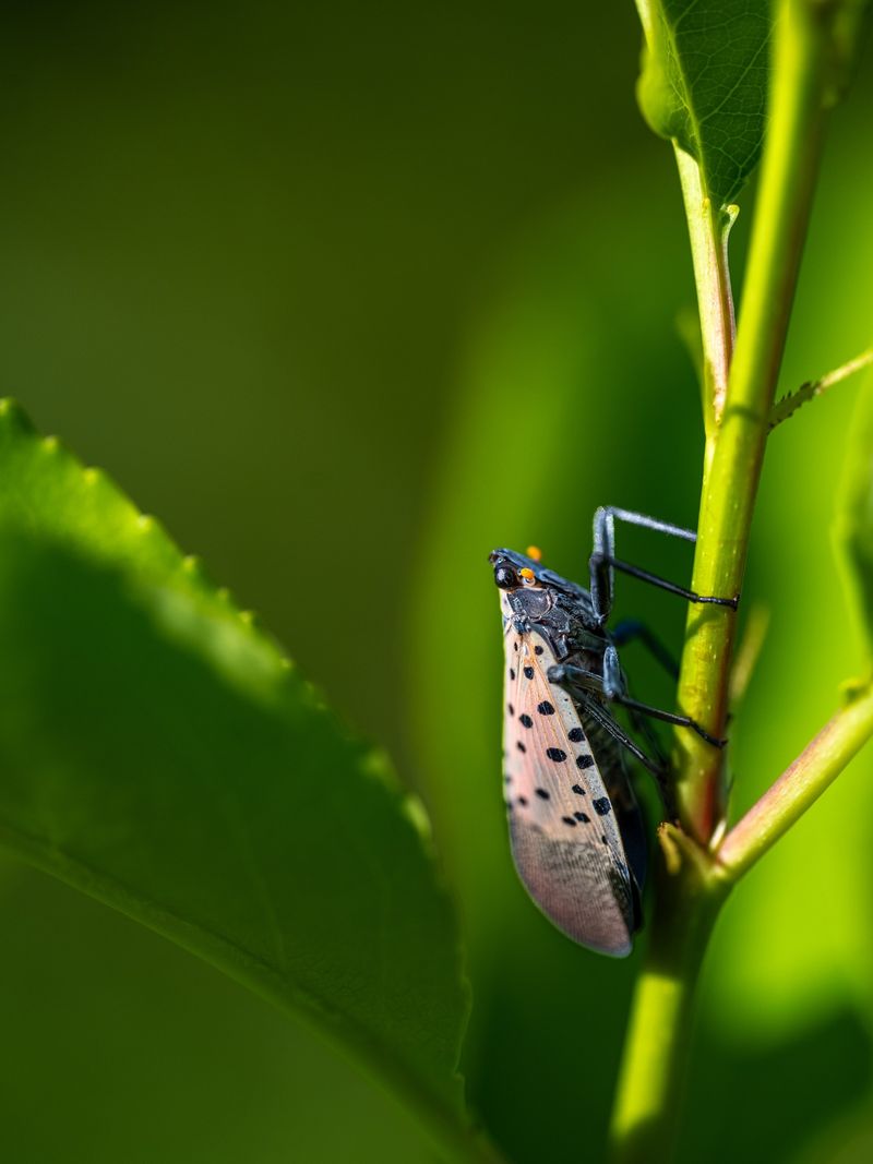 Counties Where Spotted Lanternfly Has Moved Past Early Detection