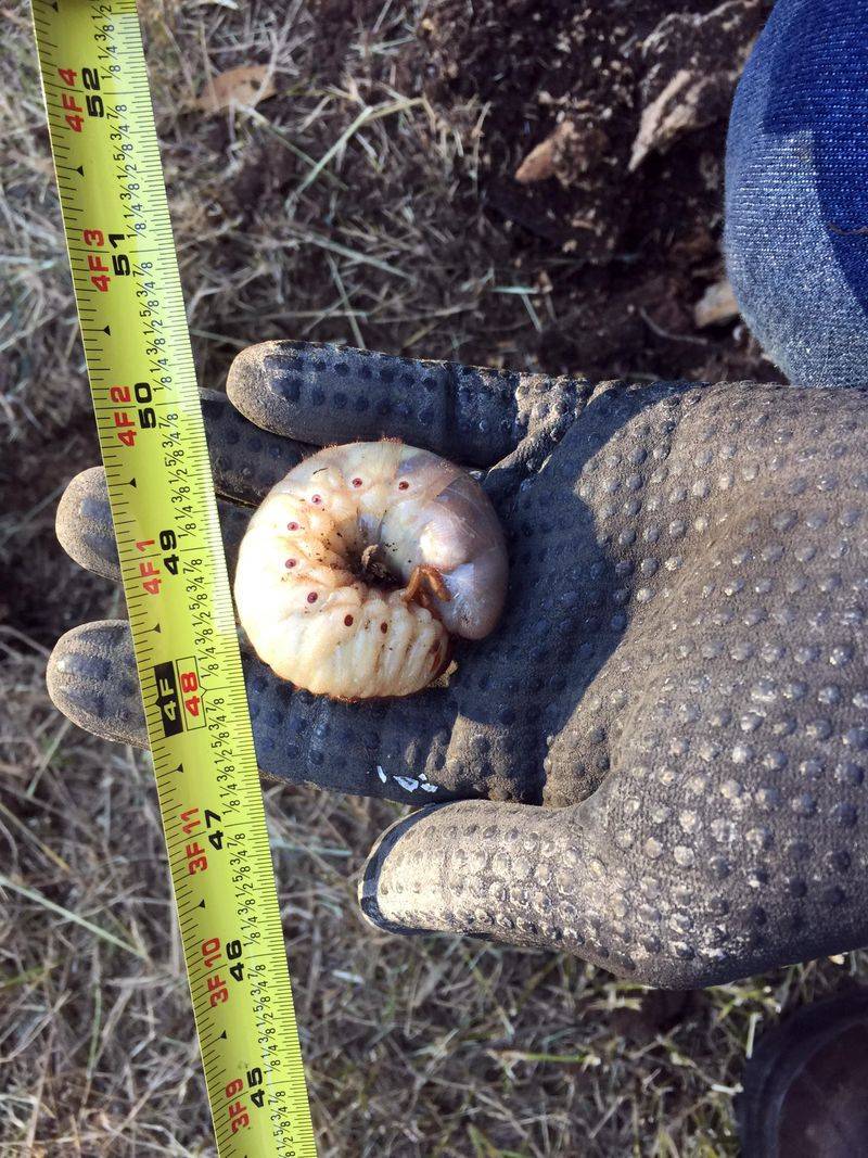 Counting Grubs Per Square Foot To Judge Severity