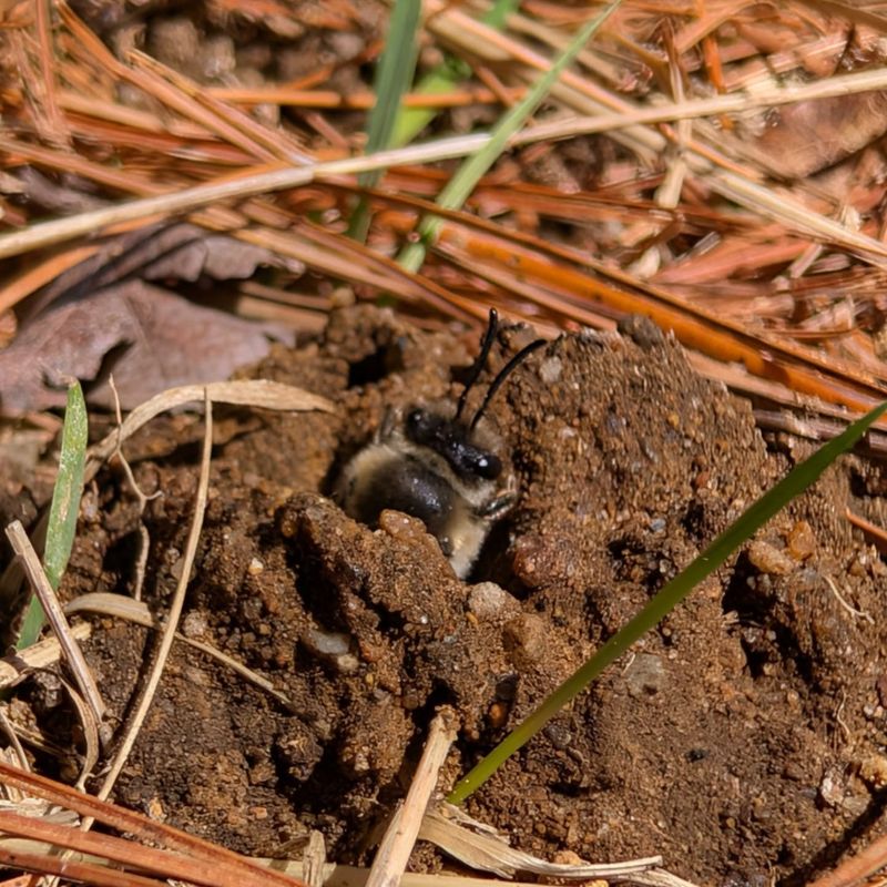 Cover Bare Ground If You Want Fewer Nests Cover Bare Ground If You Want Fewer Nests