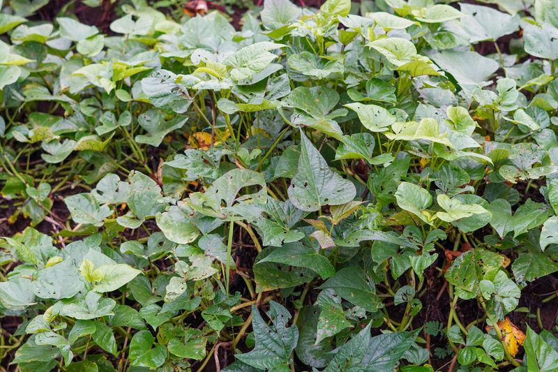 Cover Crops Restore Soil Health Between Growing Seasons Cover Crops Restore Soil Health Between Growing Seasons