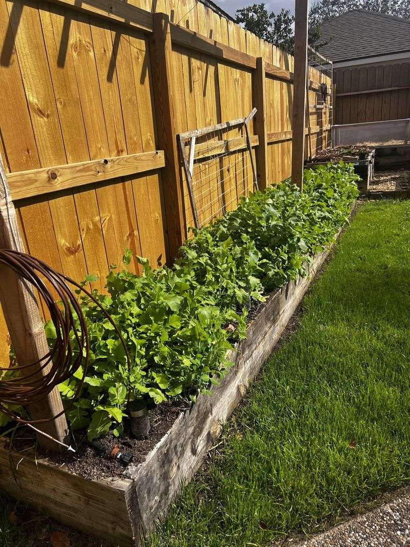 Cover Crops That Rebuild Soil Between Seasons