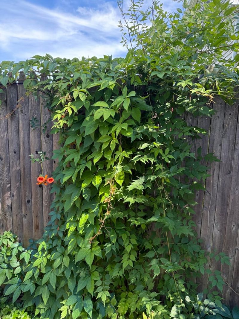 Cover Fences With Fast Native Growth Cover Fences With Fast Native Growth