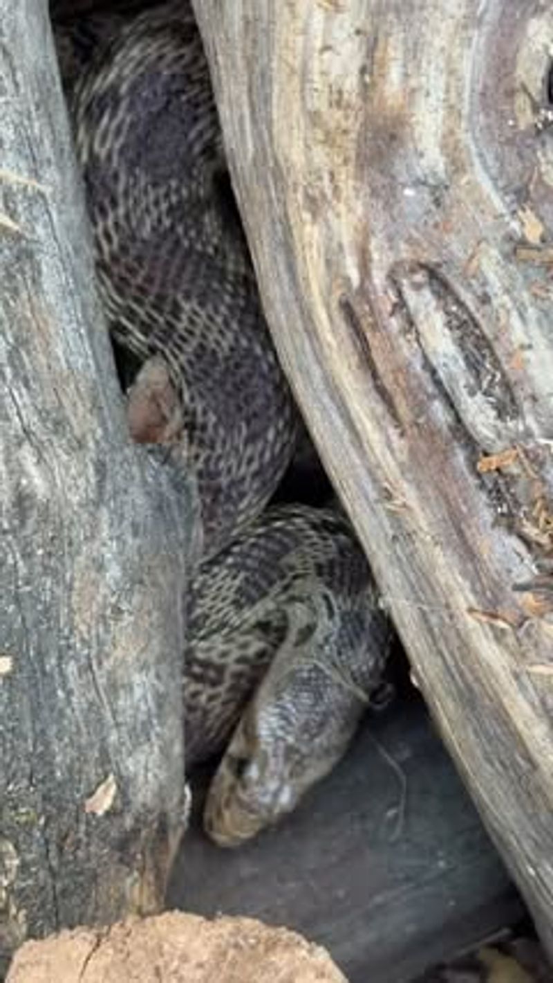Cover Gives a Snake Somewhere to Hide Cover Gives a Snake Somewhere to Hide