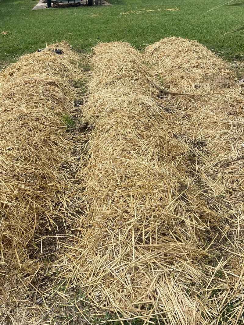 Cover It With A Deep Insulating Mulch Layer Cover It With A Deep Insulating Mulch Layer