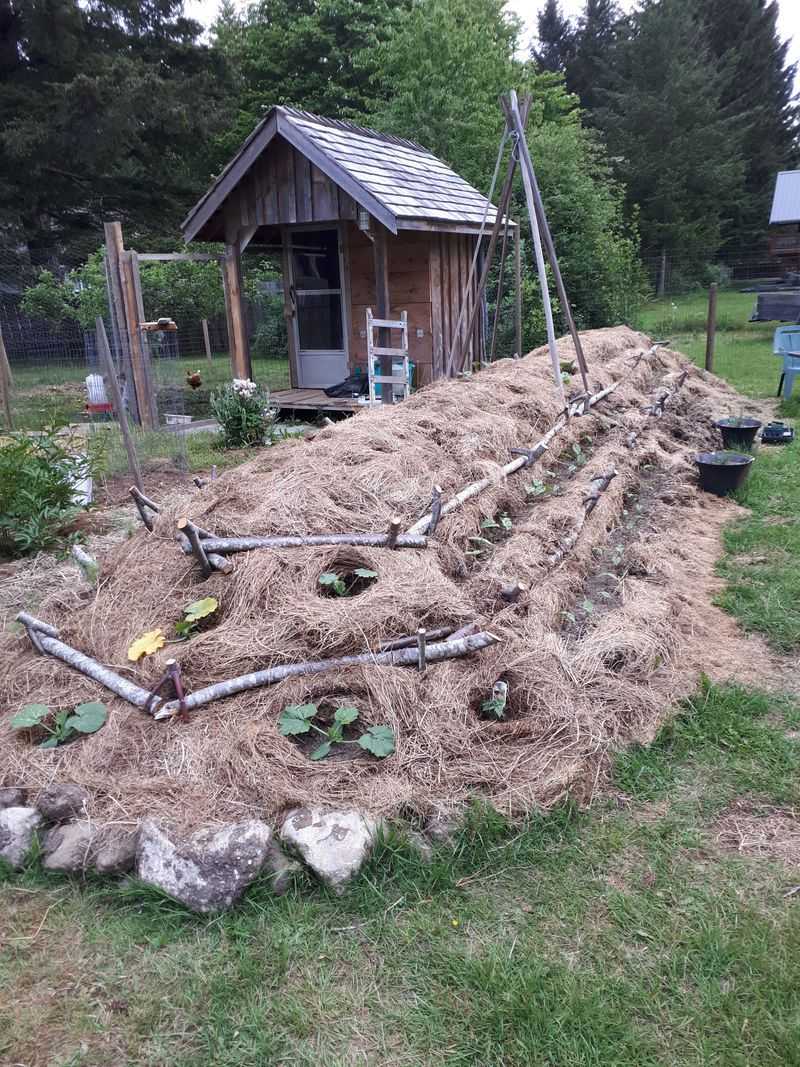 Cover The Mound With Mulch Or Straw Cover The Mound With Mulch Or Straw