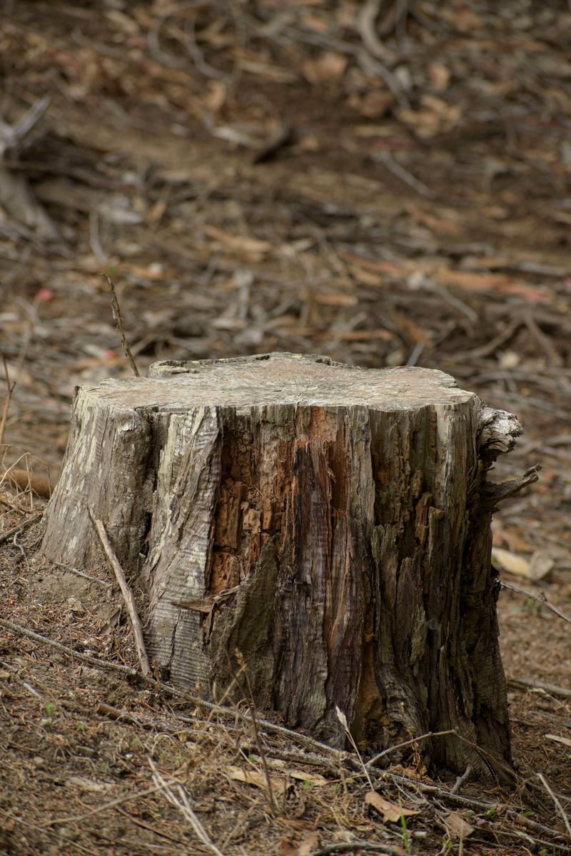 Cover The Stump To Trap Moisture And Heat Cover The Stump To Trap Moisture And Heat