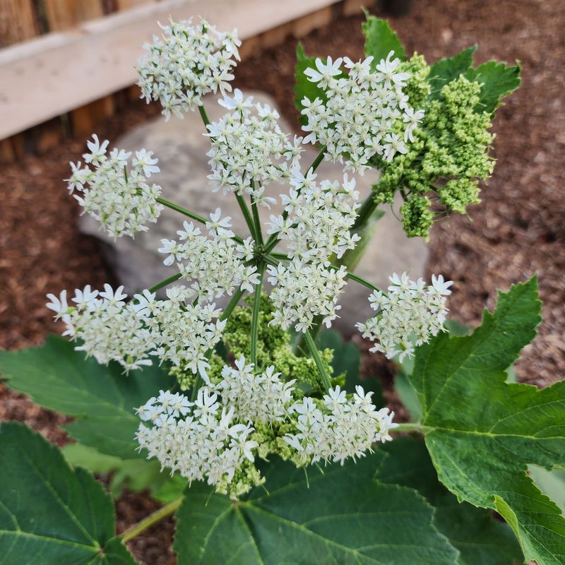 Cow Parsnip Growing Big Enough To Cause Confusion Cow Parsnip Growing Big Enough To Cause Confusion