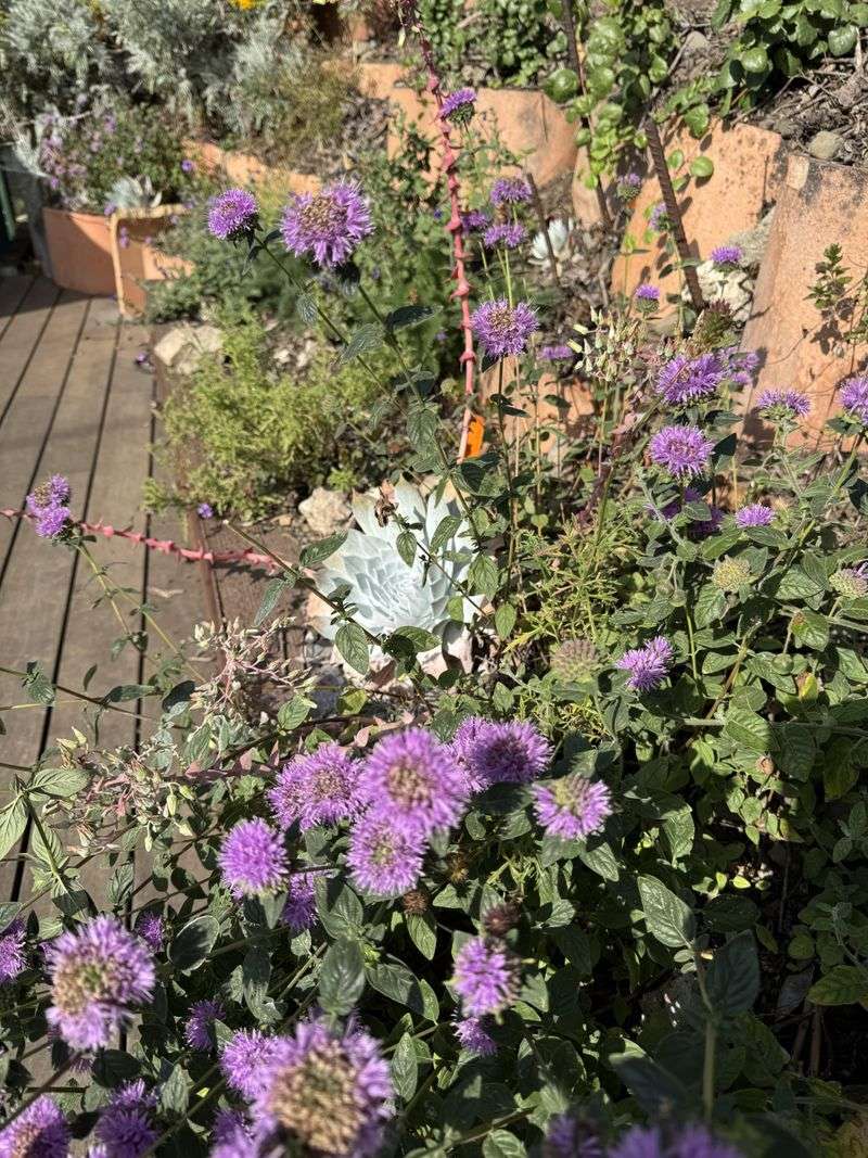 Coyote Mint Adds Fragrance Without Bulk