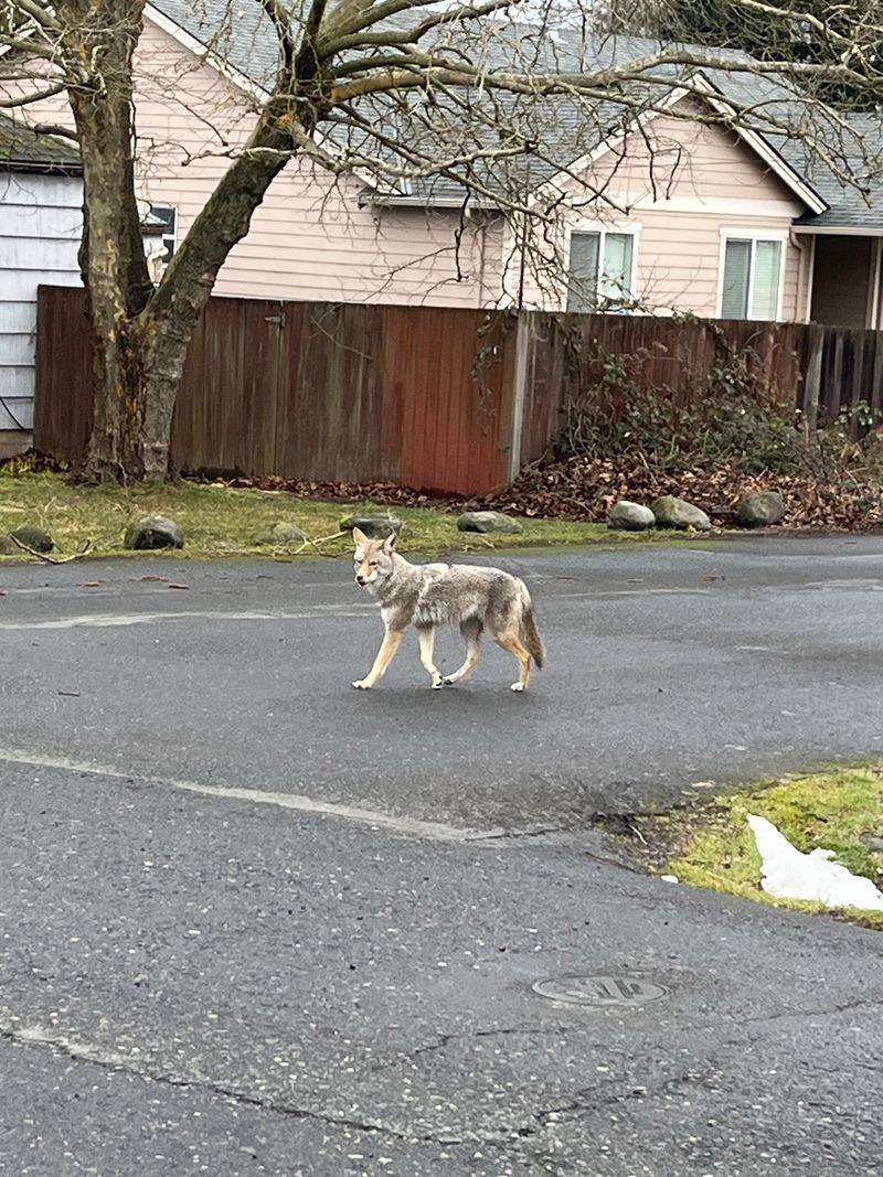 Coyotes Are Not Animals You Simply Relocate Coyotes Are Not Animals You Simply Relocate