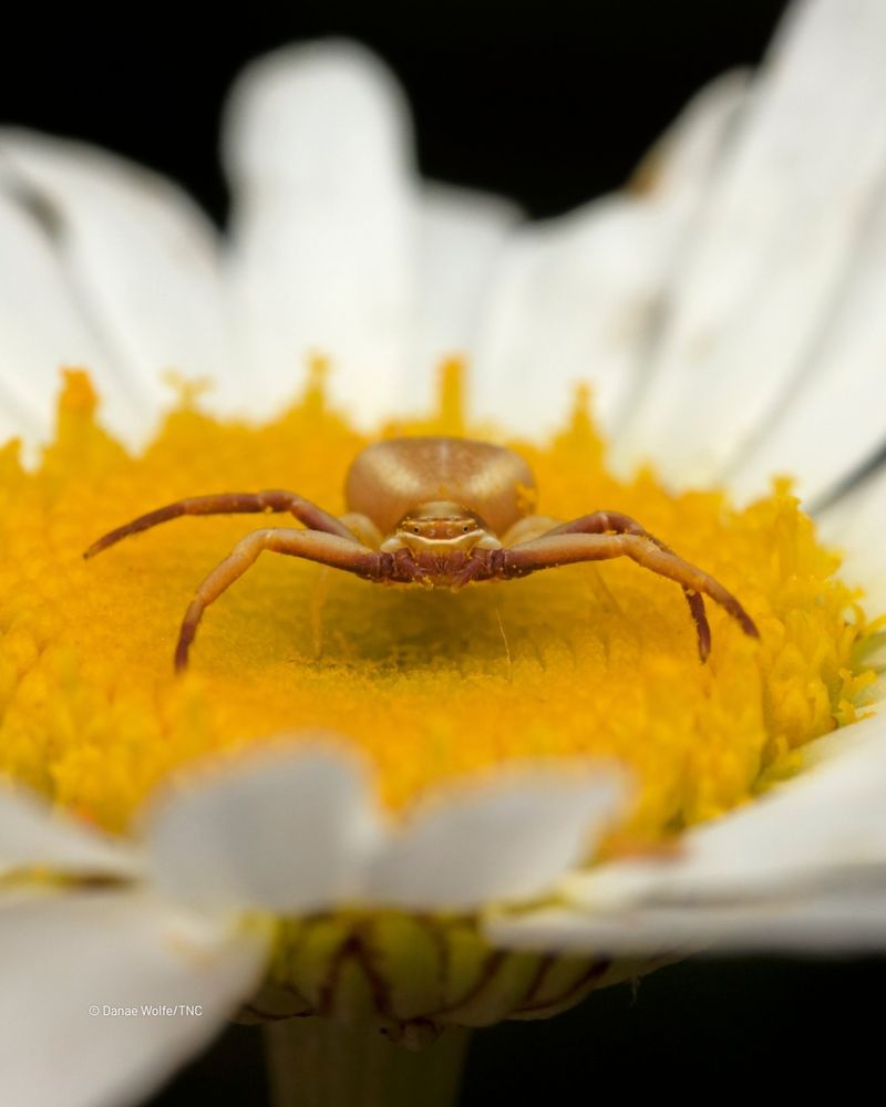 Crab Spiders Wait On Flowers For Visiting Insects Crab Spiders Wait On Flowers For Visiting Insects