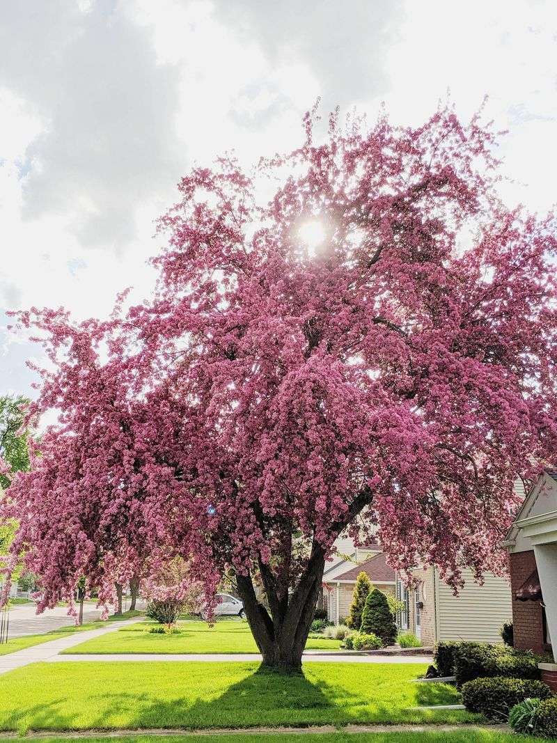 Crabapple Works Well Where A Large Shade Tree Would Not Crabapple Works Well Where A Large Shade Tree Would Not
