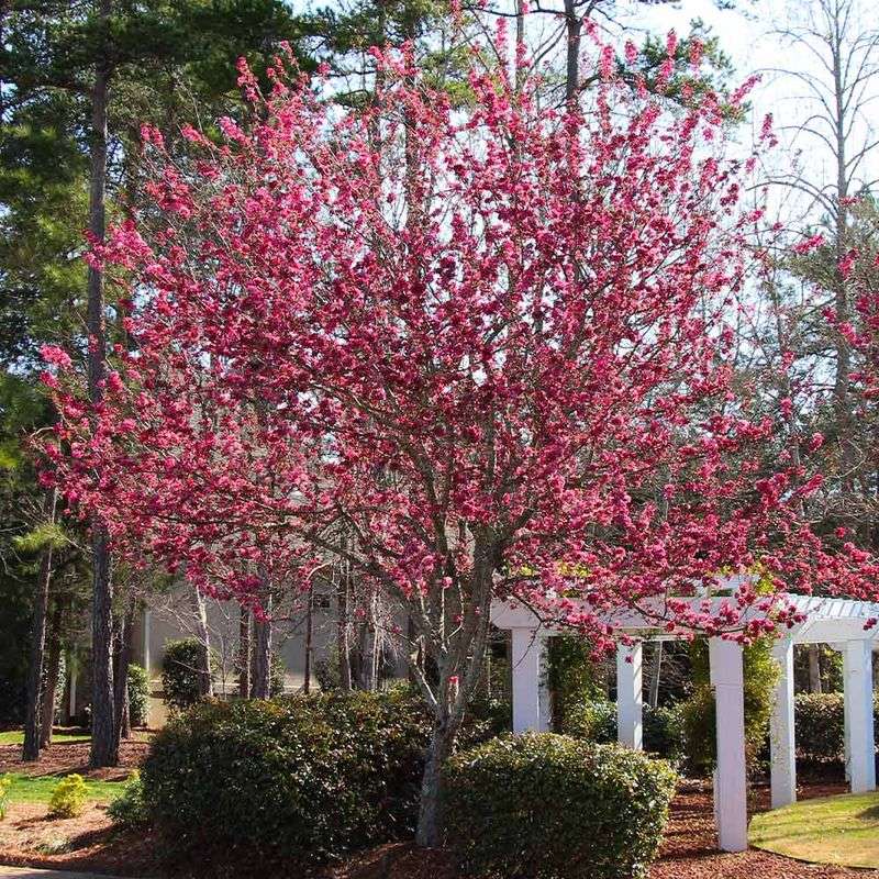 Crabapple Crabapple