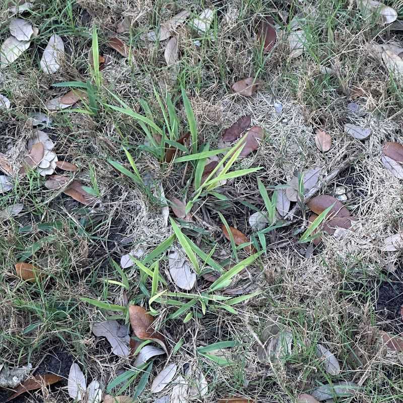 Crabgrass Becomes Hard To Miss By August Crabgrass Becomes Hard To Miss By August