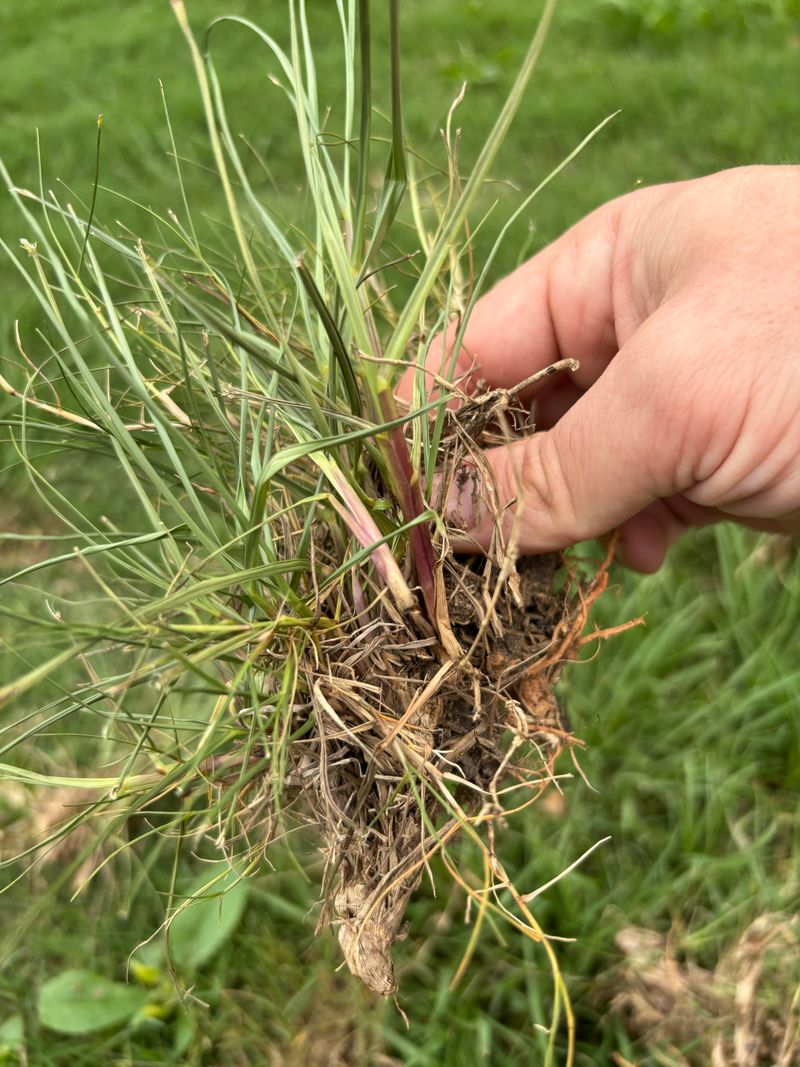 Crabgrass Turns August Seeds Into Next Year's Problem
