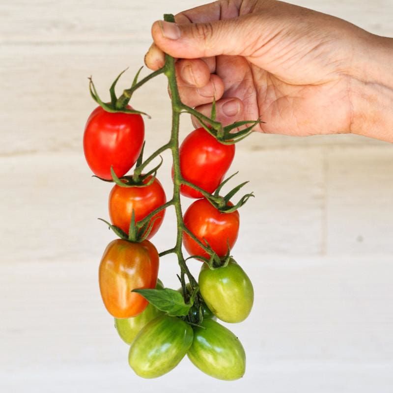 Crack-Resistant Varieties Reduce Future Losses