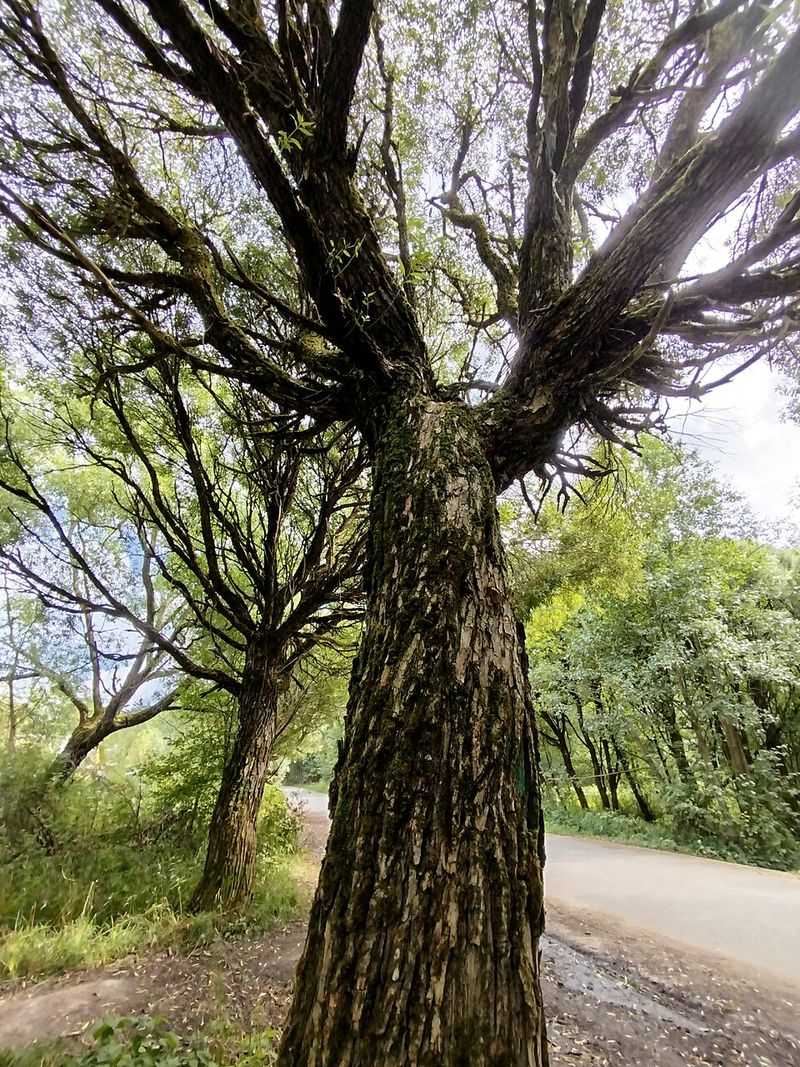 Crack Willow Belongs On The Problem Tree List Crack Willow Belongs On The Problem Tree List