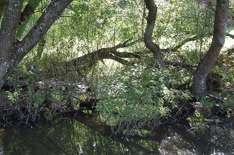 Crack Willow Spreads Along Wet Areas