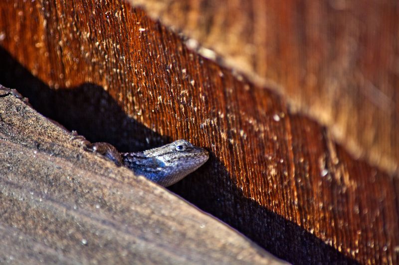 Cracks And Crevices Provide Convenient Places To Hide