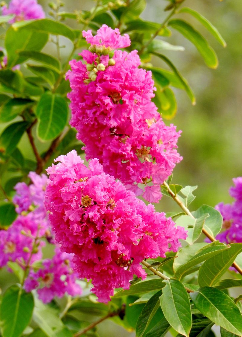 Crape Myrtle Crape Myrtle