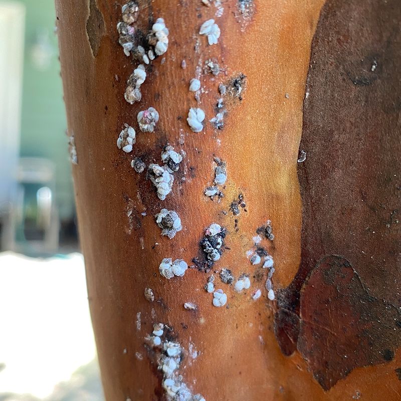 Crape Myrtle Bark Scale Is Behind These Warning Signs Crape Myrtle Bark Scale Is Behind These Warning Signs