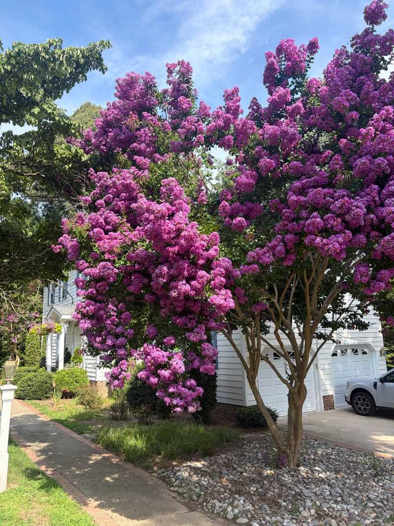 Crape Myrtle Works Well In Many Smaller Paved Yards Crape Myrtle Works Well In Many Smaller Paved Yards
