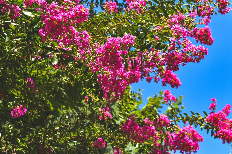 Crape Myrtle Crape Myrtle