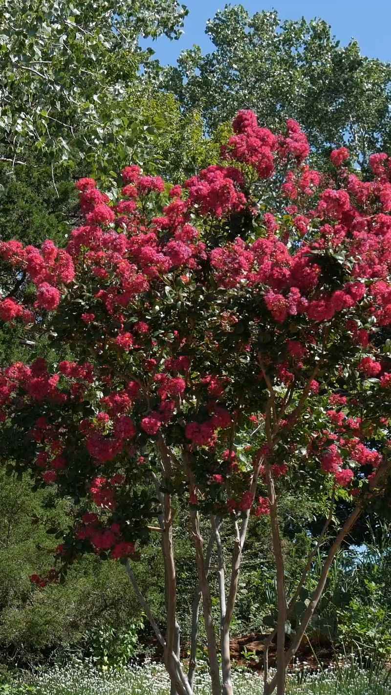 Crape Myrtles Bloom On New Growth