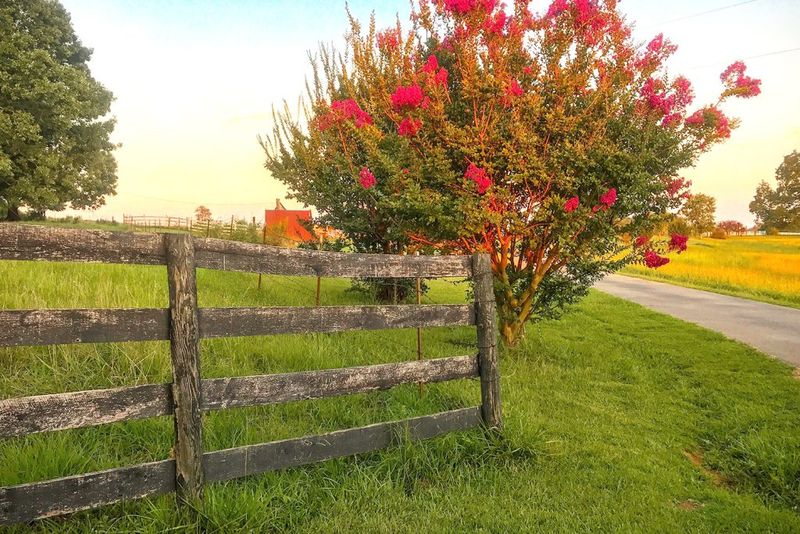 Crape Myrtles Don't Need Annual Hard Pruning