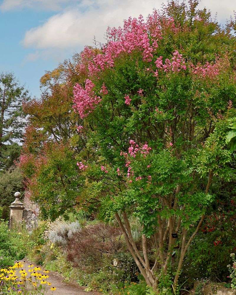 Crape Myrtles Flower On New Season Growth Crape Myrtles Flower On New Season Growth