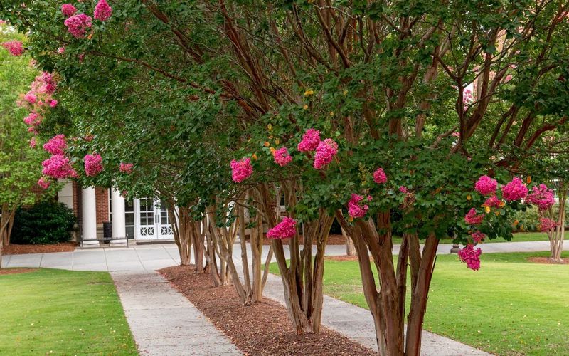 Crape Myrtles Need Time To Wind Down For Dormancy