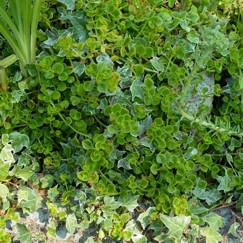 Crassula Groundcovers Staying Compact Around Hot Pavers