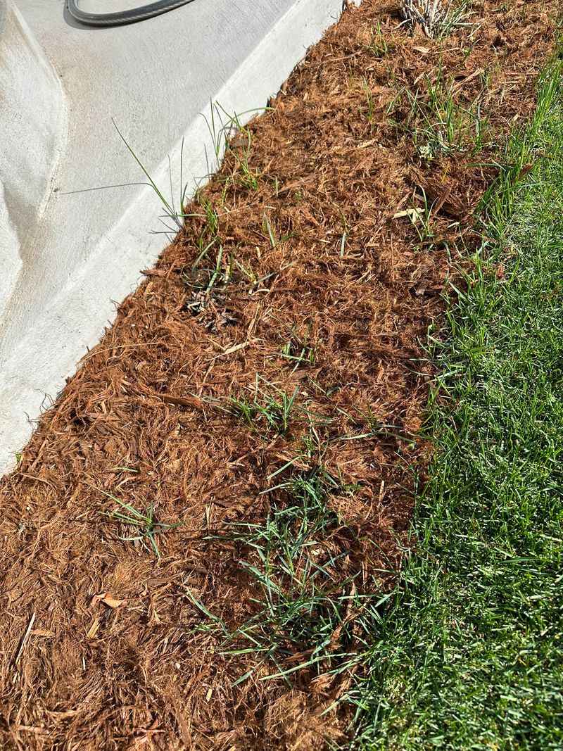 Create A Cleaner Border Between Lawn And Brush Create A Cleaner Border Between Lawn And Brush